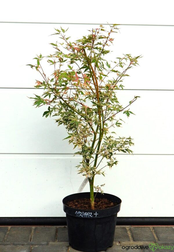 KLON PALMOWY ORI ZURU Acer palmatum 'Ori zuru'