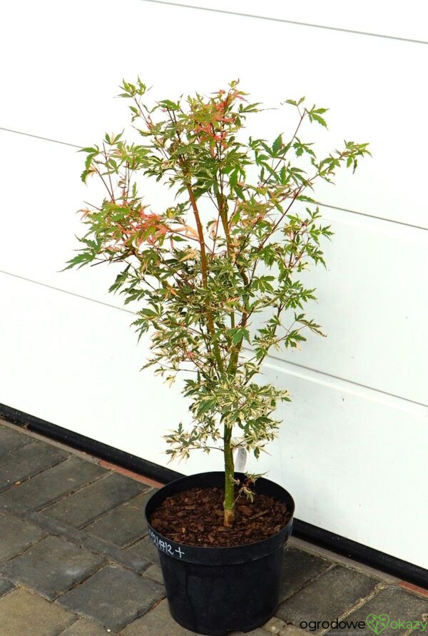 KLON PALMOWY ORI ZURU Acer palmatum 'Ori zuru'