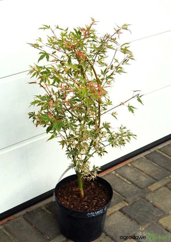 KLON PALMOWY ORI ZURU Acer palmatum 'Ori zuru'