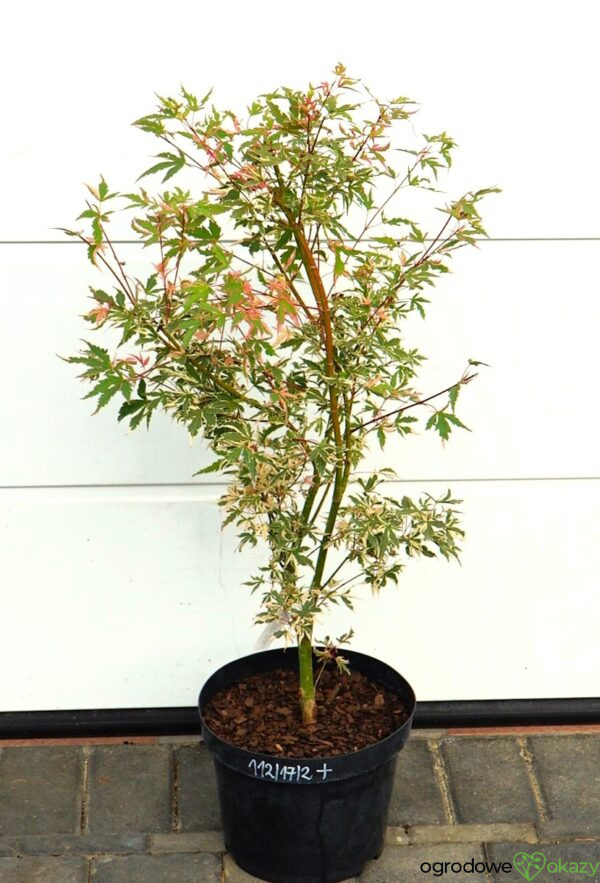 KLON PALMOWY ORI ZURU Acer palmatum 'Ori zuru'