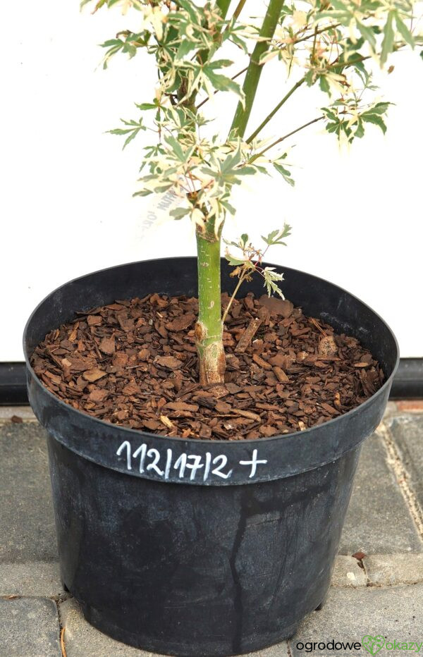 KLON PALMOWY ORI ZURU Acer palmatum 'Ori zuru'