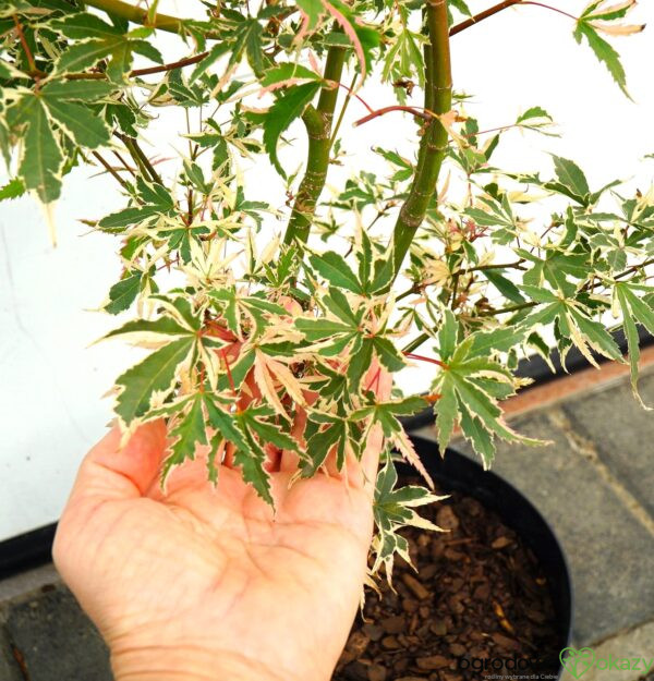 KLON PALMOWY ORI ZURU Acer palmatum 'Ori zuru'