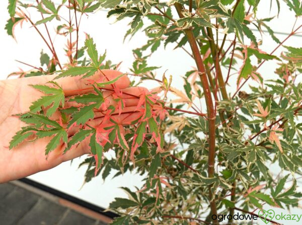KLON PALMOWY ORI ZURU Acer palmatum 'Ori zuru'