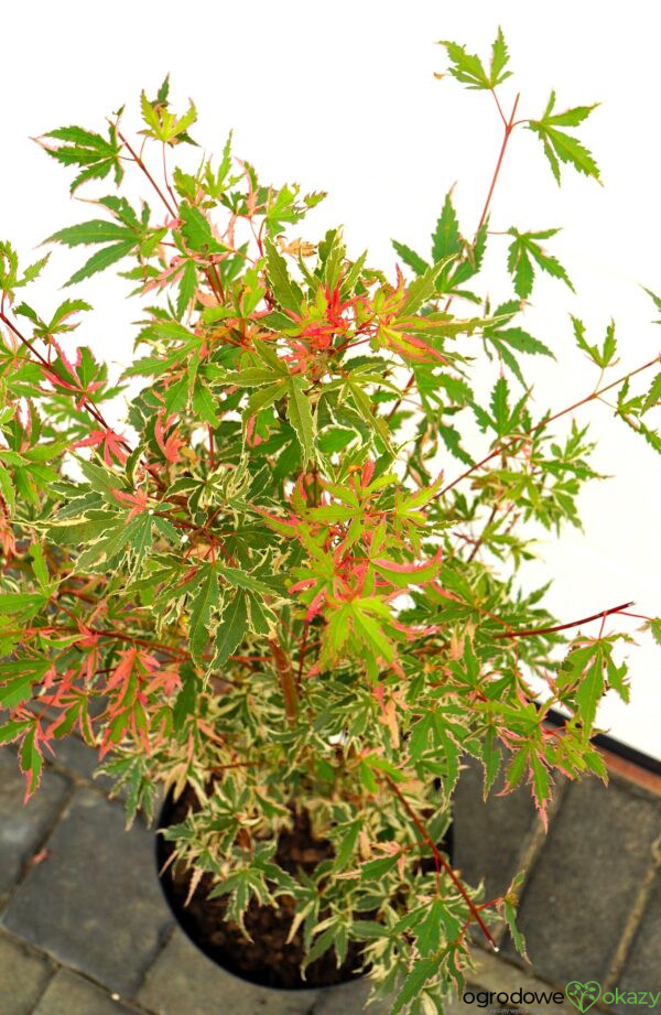 KLON PALMOWY ORI ZURU Acer palmatum 'Ori zuru'