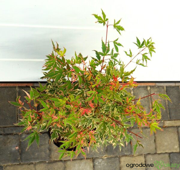 KLON PALMOWY ORI ZURU Acer palmatum 'Ori zuru'