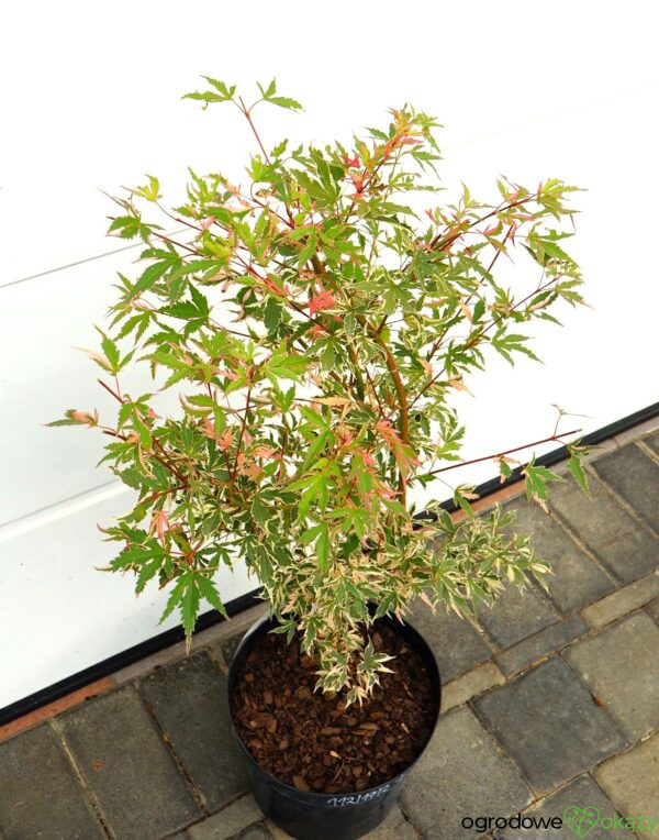 KLON PALMOWY ORI ZURU Acer palmatum 'Ori zuru'