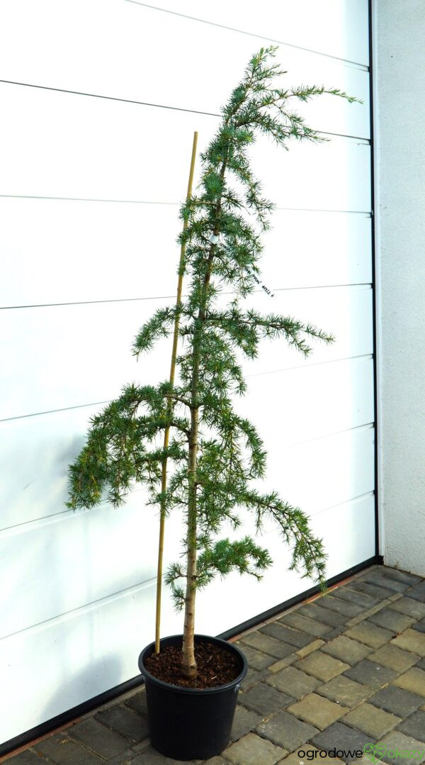 CEDR HIMALAJSKI KARL FUCHS Cedrus deodara 'Karl Fuchs'