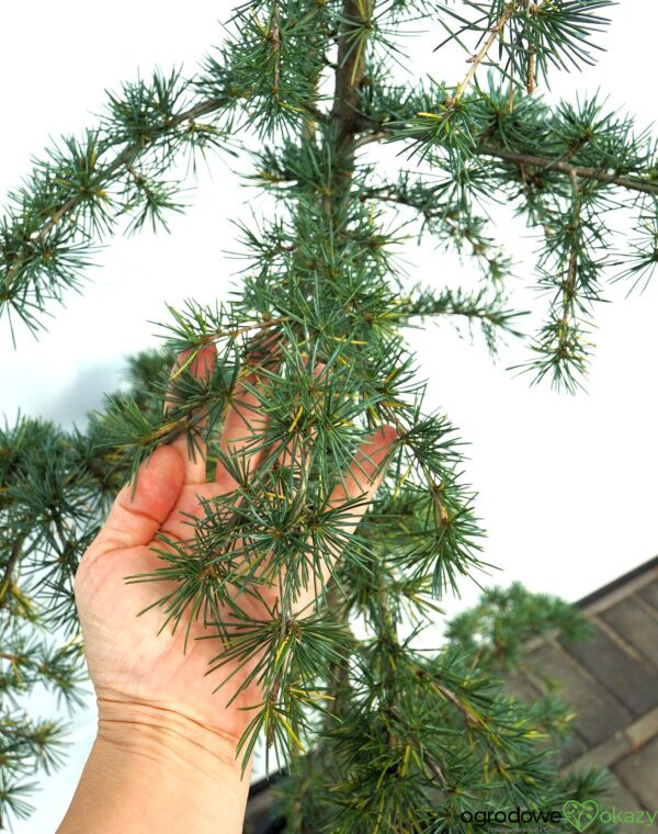 CEDR HIMALAJSKI KARL FUCHS Cedrus deodara 'Karl Fuchs'