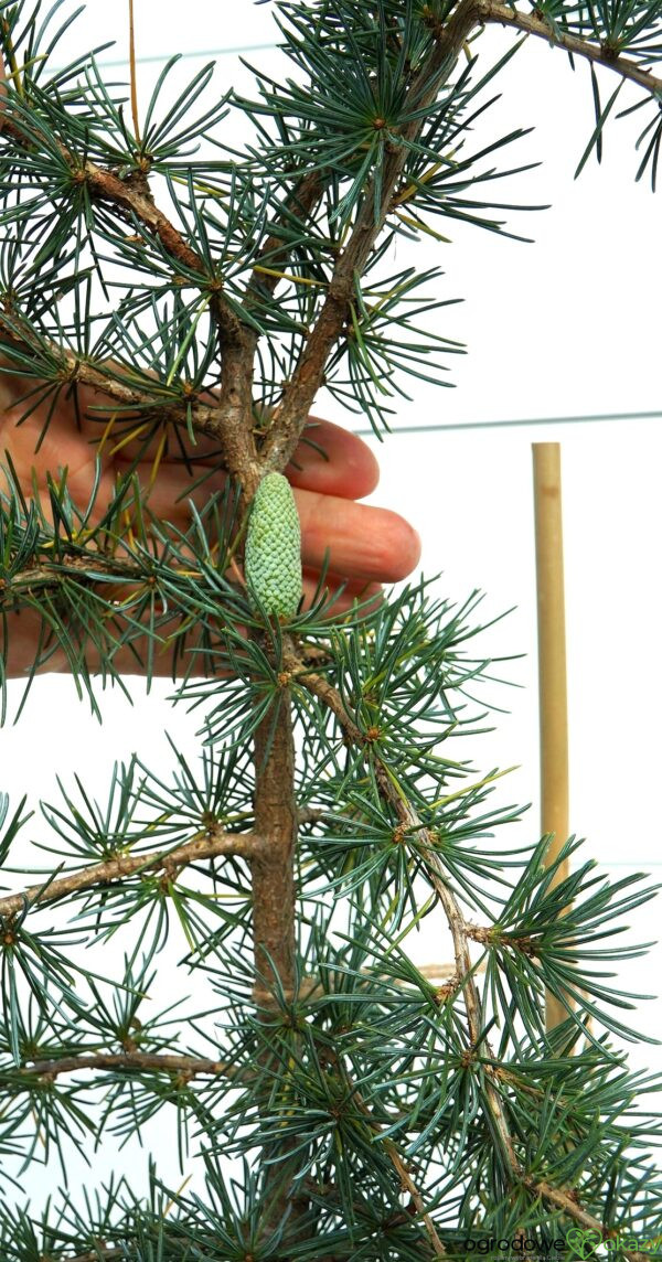 CEDR HIMALAJSKI KARL FUCHS Cedrus deodara 'Karl Fuchs'