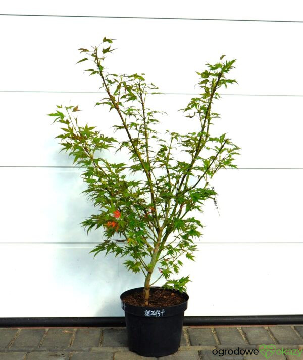 KLON PALMOWY BENI HOSHI Acer palmatum 'Beni hoshi'