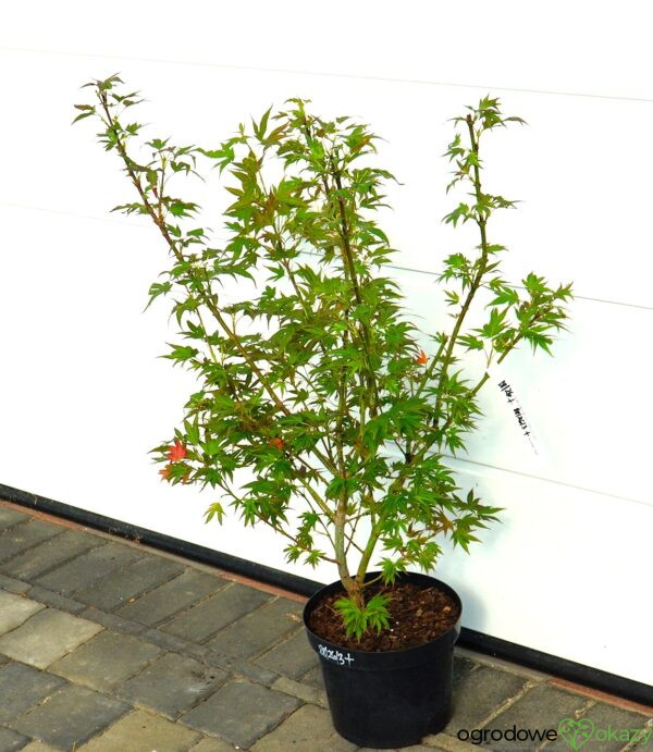 KLON PALMOWY BENI HOSHI Acer palmatum 'Beni hoshi'