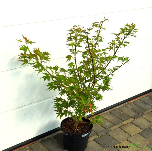 KLON PALMOWY BENI HOSHI Acer palmatum 'Beni hoshi'