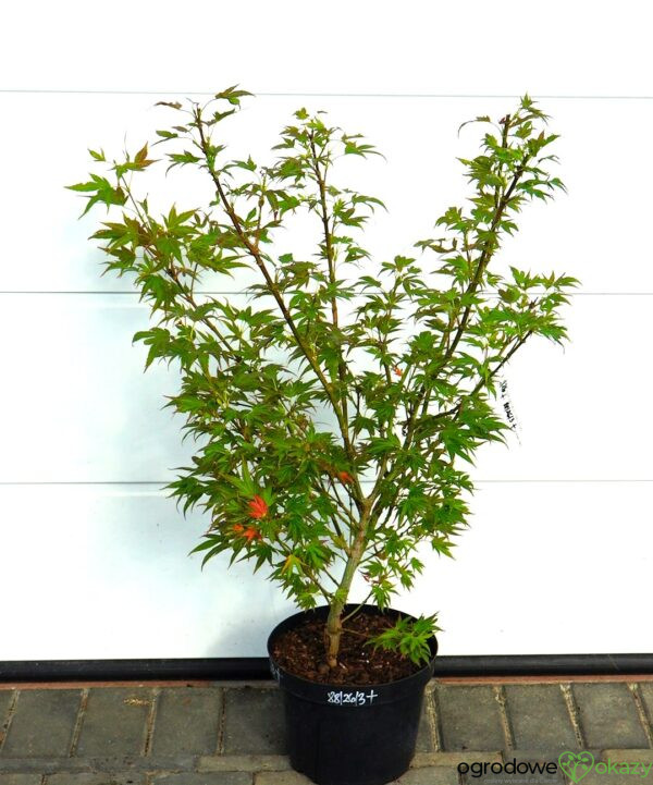 KLON PALMOWY BENI HOSHI Acer palmatum 'Beni hoshi'