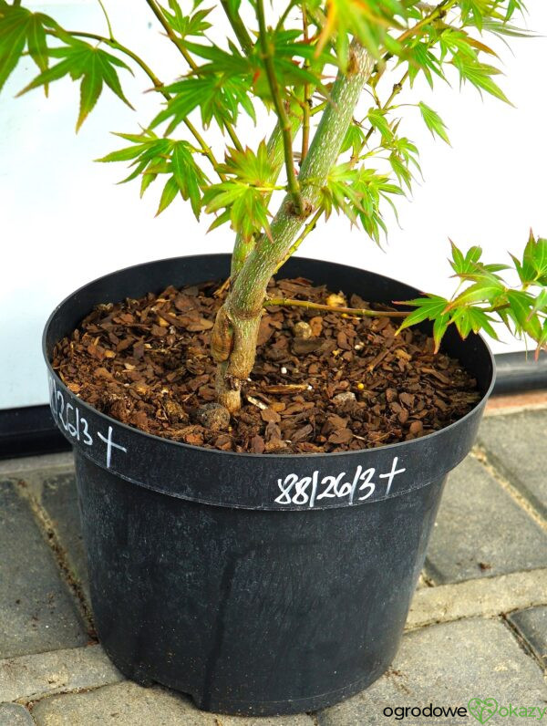 KLON PALMOWY BENI HOSHI Acer palmatum 'Beni hoshi'