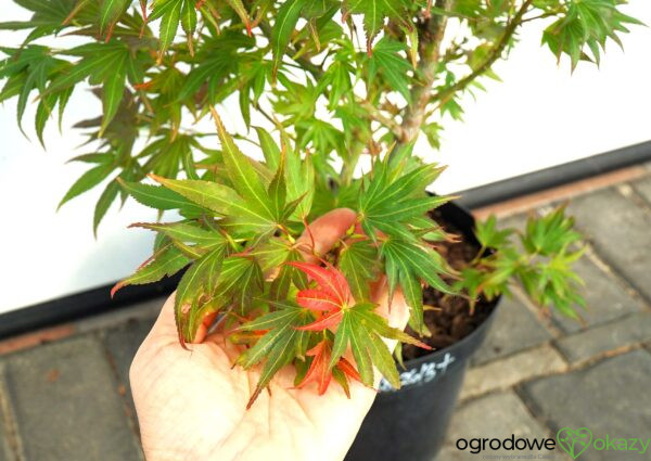 KLON PALMOWY BENI HOSHI Acer palmatum 'Beni hoshi'