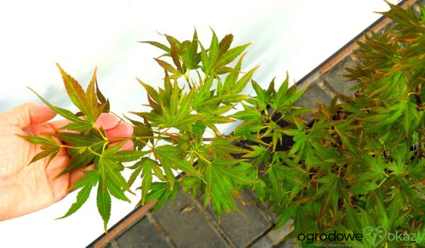 KLON PALMOWY BENI HOSHI Acer palmatum 'Beni hoshi'