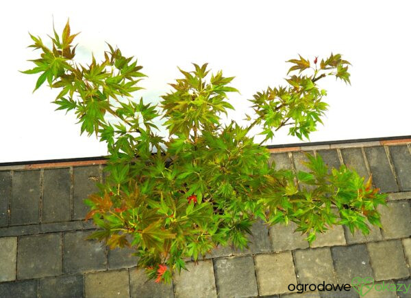KLON PALMOWY BENI HOSHI Acer palmatum 'Beni hoshi'