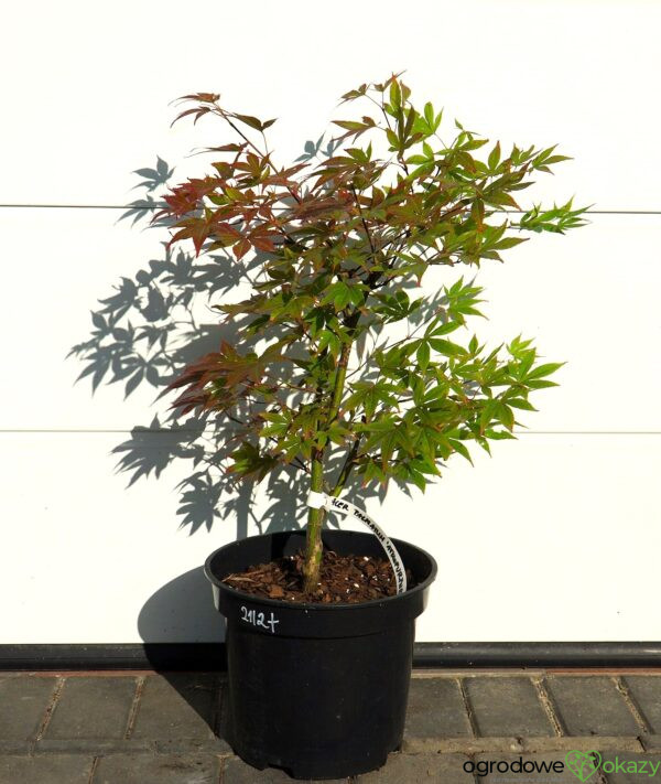 KLON PALMOWY ATROPURPUREUM Acer palmatum 'Atropurpureum'