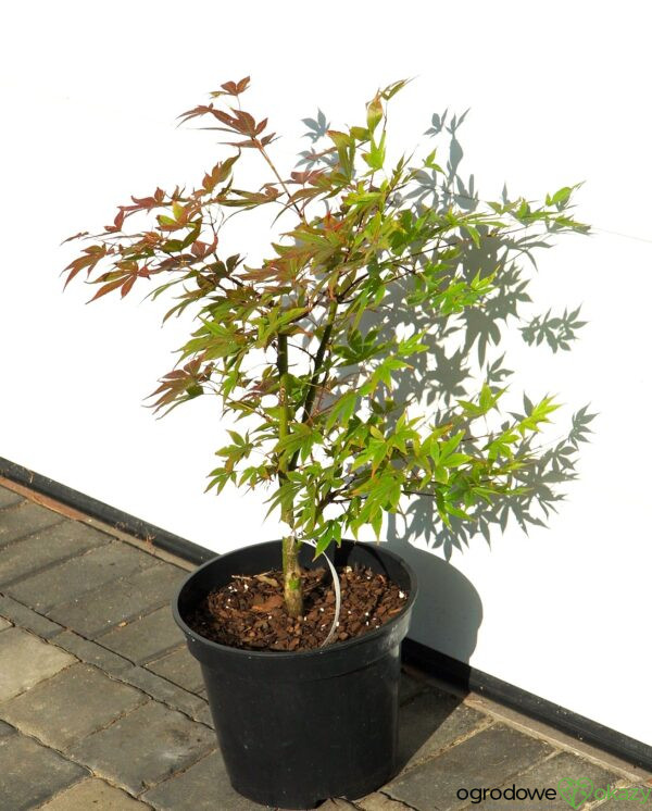 KLON PALMOWY ATROPURPUREUM Acer palmatum 'Atropurpureum'