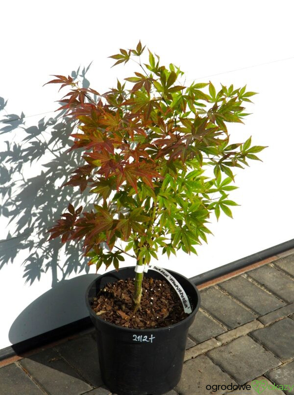 KLON PALMOWY ATROPURPUREUM Acer palmatum 'Atropurpureum'