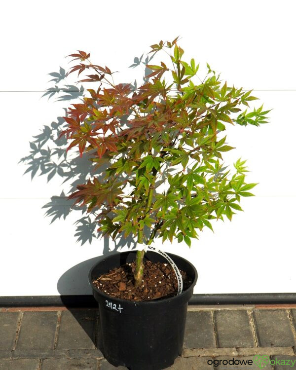 KLON PALMOWY ATROPURPUREUM Acer palmatum 'Atropurpureum'