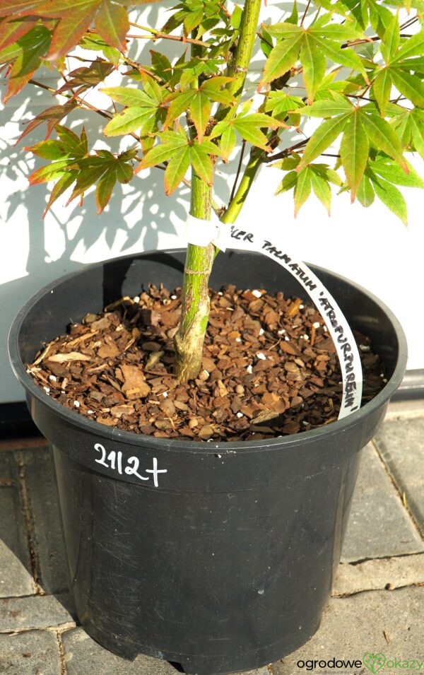 KLON PALMOWY ATROPURPUREUM Acer palmatum 'Atropurpureum'
