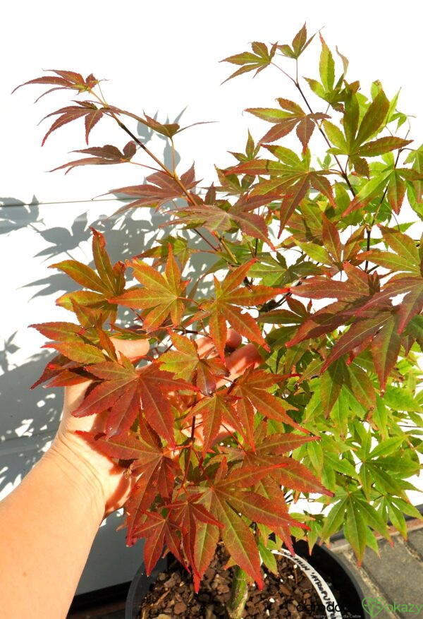KLON PALMOWY ATROPURPUREUM Acer palmatum 'Atropurpureum'