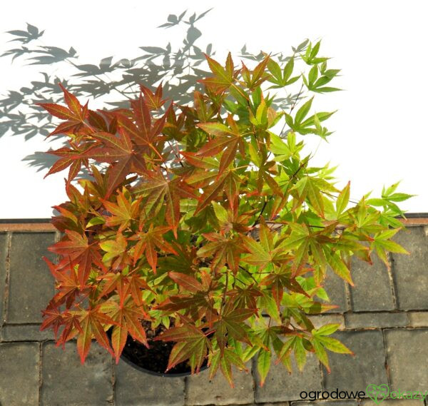 KLON PALMOWY ATROPURPUREUM Acer palmatum 'Atropurpureum'