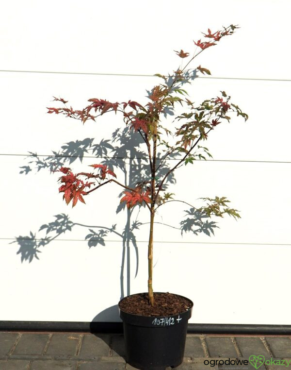 KLON PALMOWY AMAGI-SHIGURE Acer palmatum 'Amagi-Shigure'
