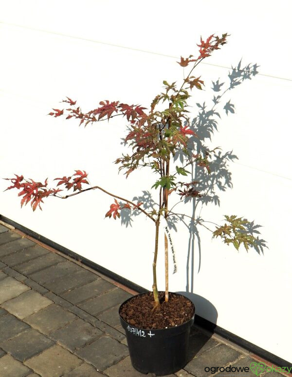 KLON PALMOWY AMAGI-SHIGURE Acer palmatum 'Amagi-Shigure'