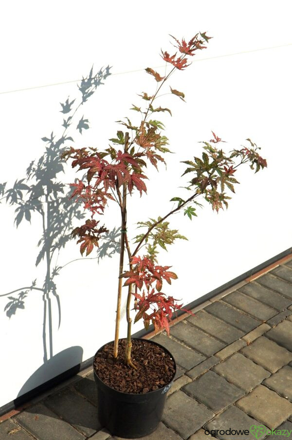 KLON PALMOWY AMAGI-SHIGURE Acer palmatum 'Amagi-Shigure'