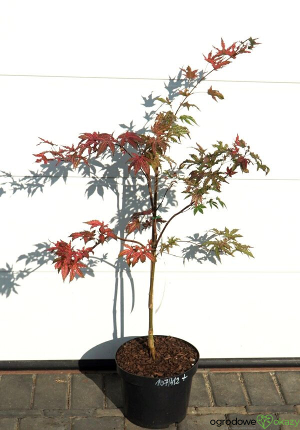 KLON PALMOWY AMAGI-SHIGURE Acer palmatum 'Amagi-Shigure'