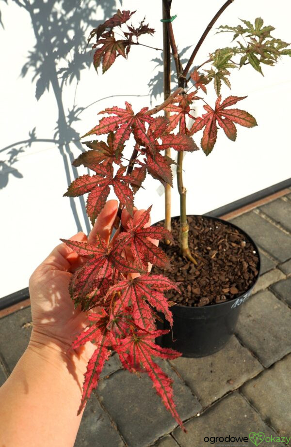 KLON PALMOWY AMAGI-SHIGURE Acer palmatum 'Amagi-Shigure'