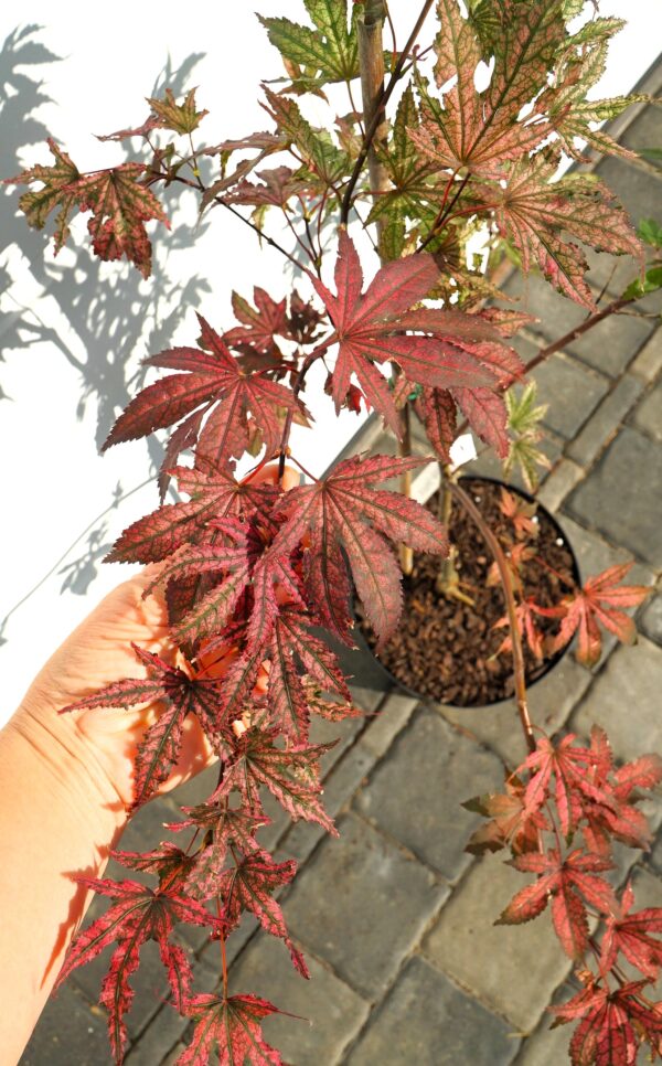 KLON PALMOWY AMAGI-SHIGURE Acer palmatum 'Amagi-Shigure'