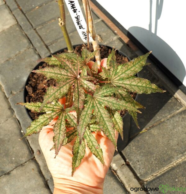 KLON PALMOWY AMAGI-SHIGURE Acer palmatum 'Amagi-Shigure'