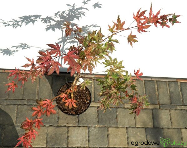 KLON PALMOWY AMAGI-SHIGURE Acer palmatum 'Amagi-Shigure'