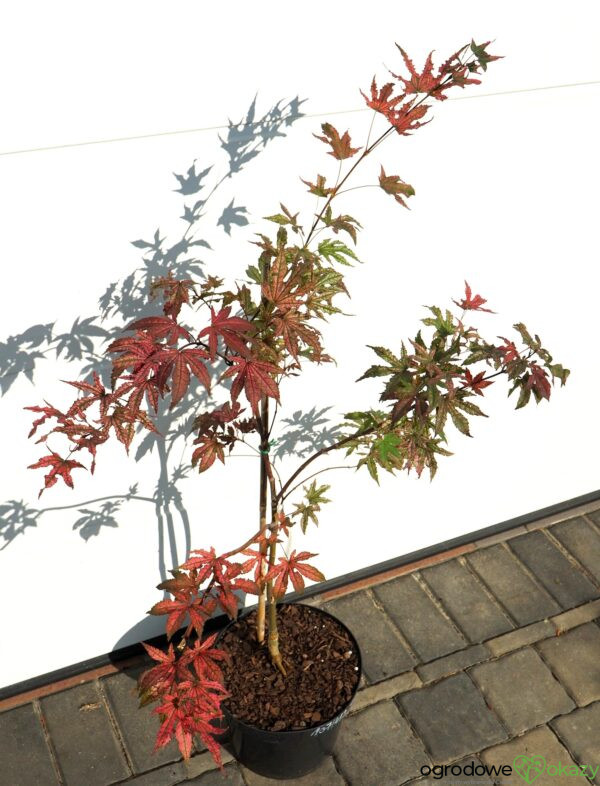 KLON PALMOWY AMAGI-SHIGURE Acer palmatum 'Amagi-Shigure'