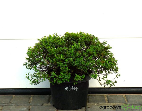 TAWUŁA JAPOŃSKA JAPANESE DWARF Spiraea japonica 'Japanese Dwarf'