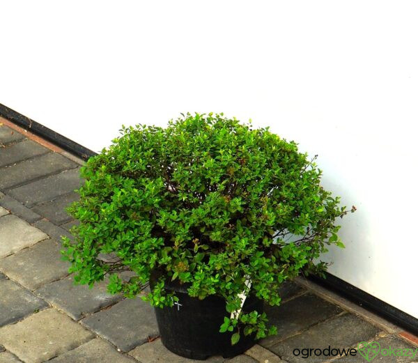 TAWUŁA JAPOŃSKA JAPANESE DWARF Spiraea japonica 'Japanese Dwarf'