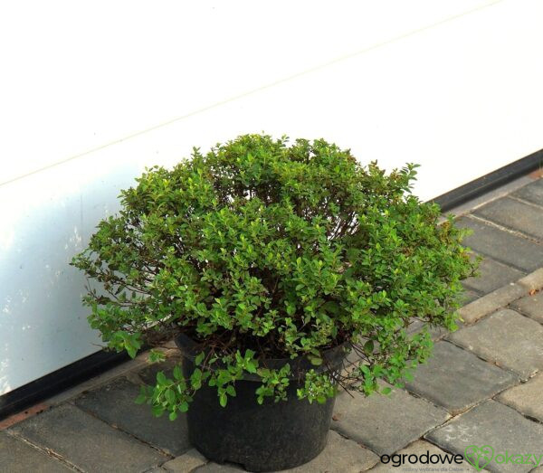 TAWUŁA JAPOŃSKA JAPANESE DWARF Spiraea japonica 'Japanese Dwarf'