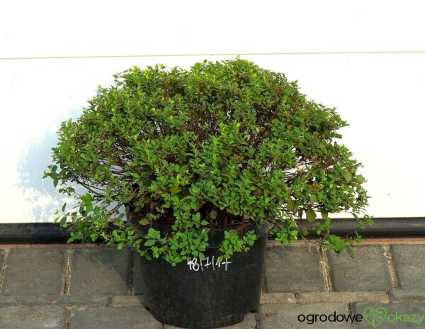 TAWUŁA JAPOŃSKA JAPANESE DWARF Spiraea japonica 'Japanese Dwarf'