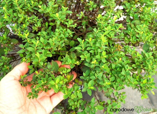 TAWUŁA JAPOŃSKA JAPANESE DWARF Spiraea japonica 'Japanese Dwarf'