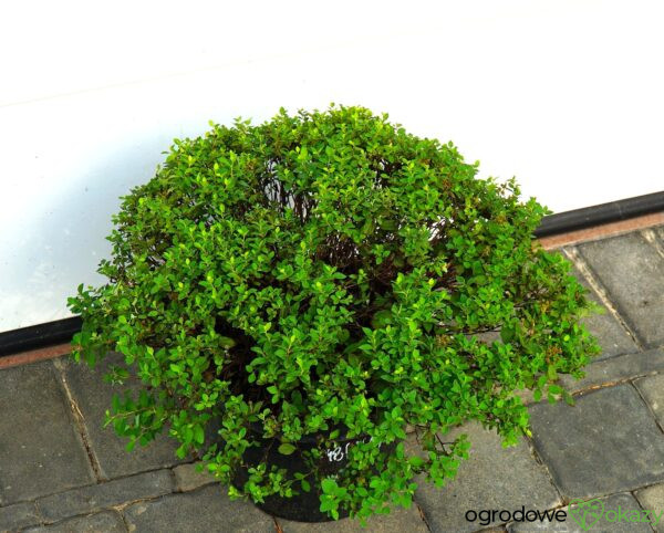 TAWUŁA JAPOŃSKA JAPANESE DWARF Spiraea japonica 'Japanese Dwarf'