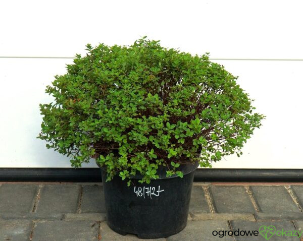 TAWUŁA JAPOŃSKA JAPANESE DWARF Spiraea japonica 'Japanese Dwarf'