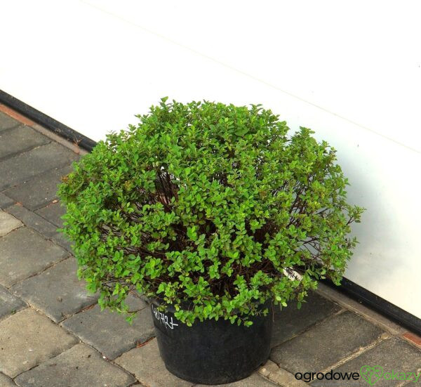 TAWUŁA JAPOŃSKA JAPANESE DWARF Spiraea japonica 'Japanese Dwarf'