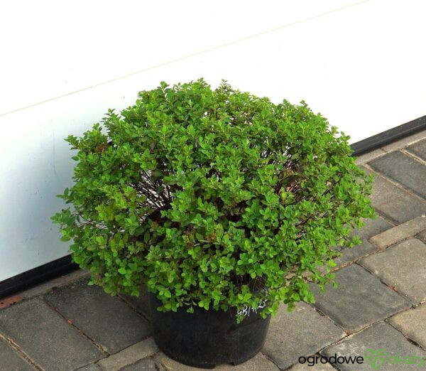 TAWUŁA JAPOŃSKA JAPANESE DWARF Spiraea japonica 'Japanese Dwarf'