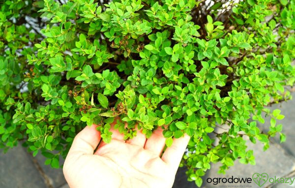 TAWUŁA JAPOŃSKA JAPANESE DWARF Spiraea japonica 'Japanese Dwarf'