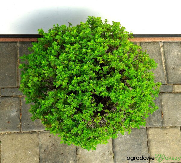 TAWUŁA JAPOŃSKA JAPANESE DWARF Spiraea japonica 'Japanese Dwarf'