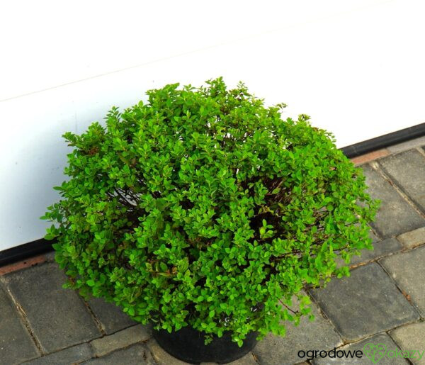 TAWUŁA JAPOŃSKA JAPANESE DWARF Spiraea japonica 'Japanese Dwarf'