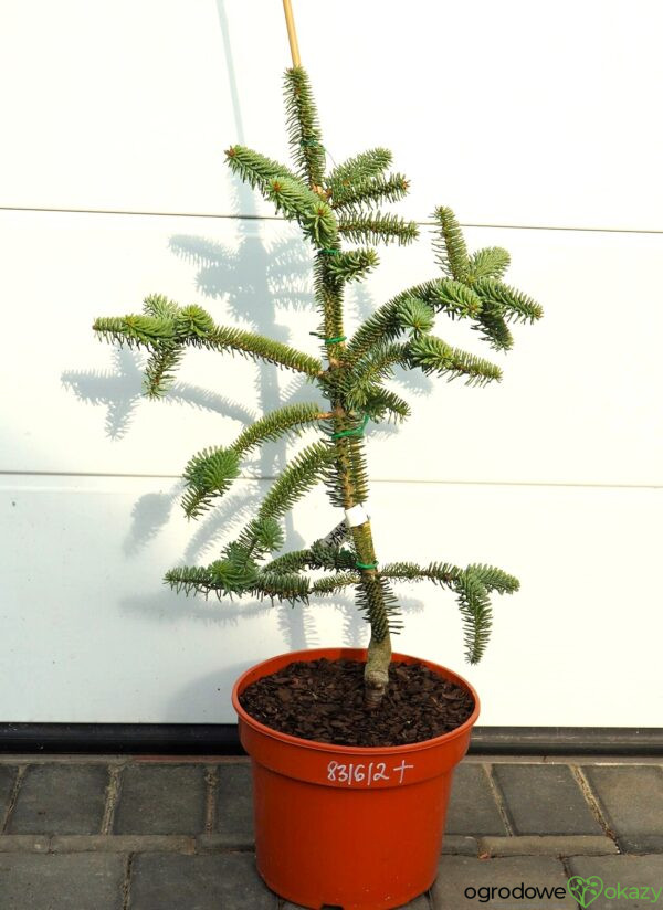 JODŁA HISZPAŃSKA KELLERIIS Abies pinsapo 'Kelleris'
